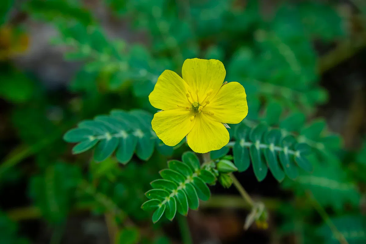 TRIBULUS TERRESTRIS